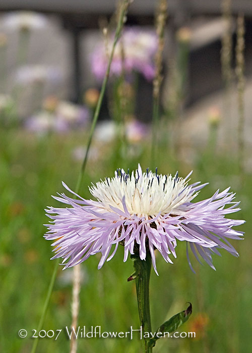 Basket Flower