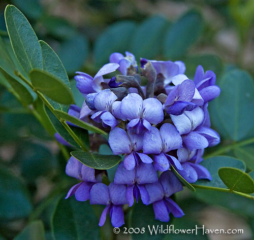 Mountain Laurel