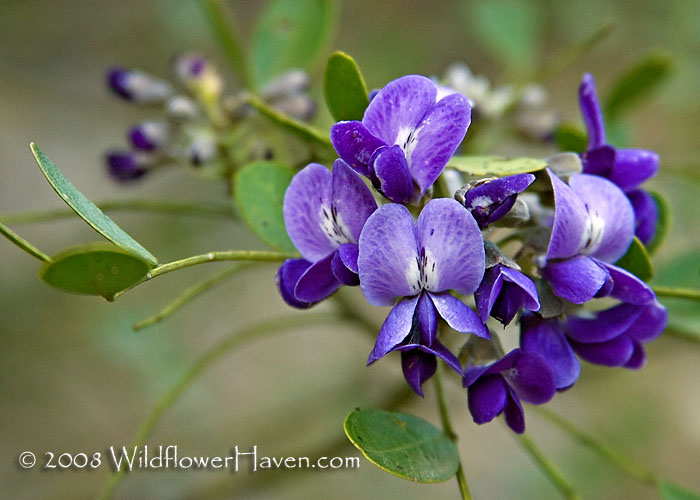 Mountain Laurel