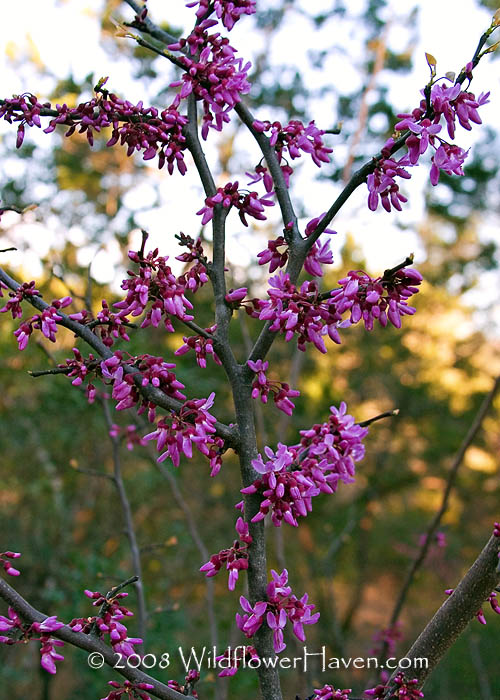 Texas Redbud