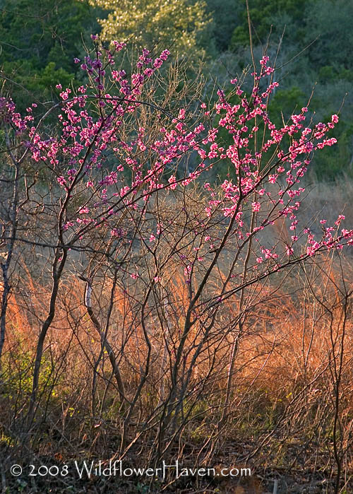 Texas Redbud