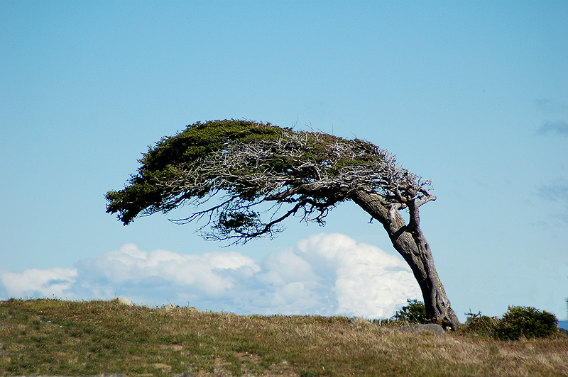 .... peinado por el viento magallanico, Patagonia