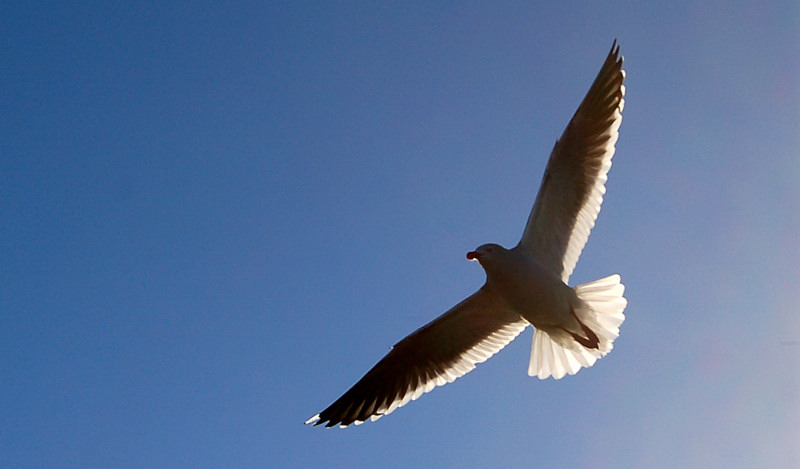 Gaviota Austral (Dolphin Gull - Larus scorebii)