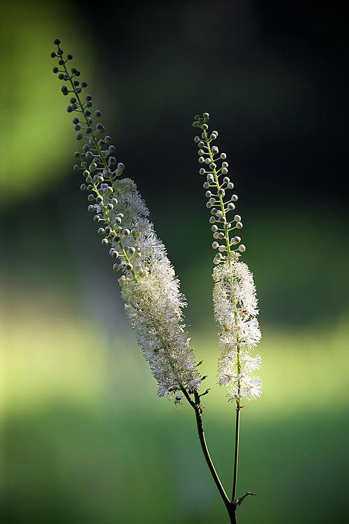 Summer Wildflowers