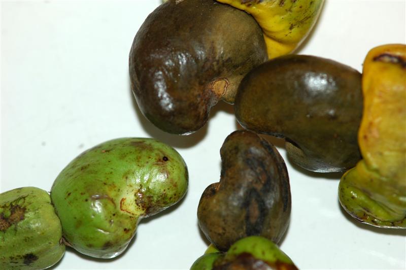 Cashew Nuts