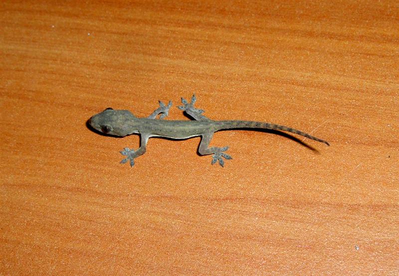 Tiny Lizard on my desk