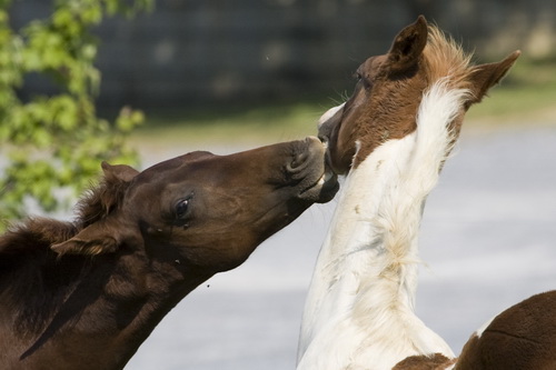 young lovers_002.jpg