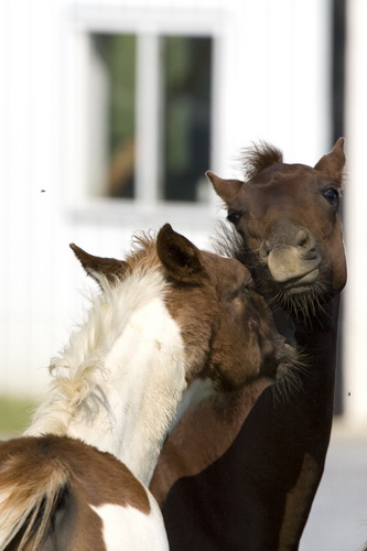 young lovers_009.jpg