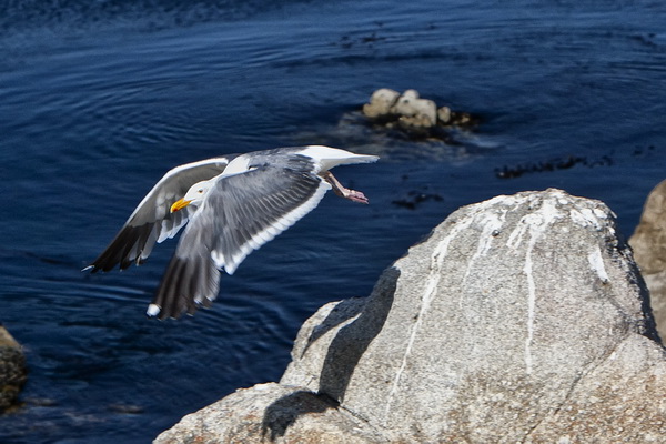 Pacific Grove_22.jpg