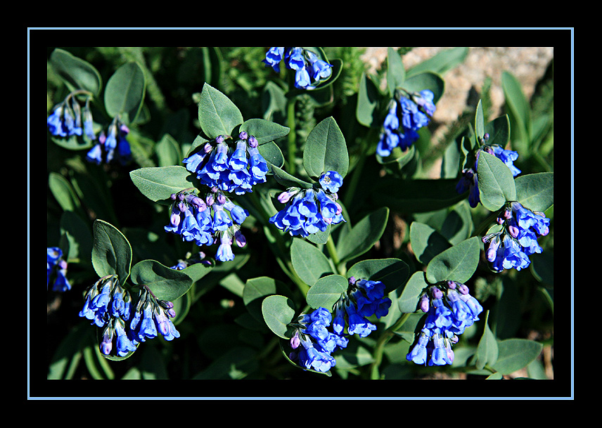 Bluebells