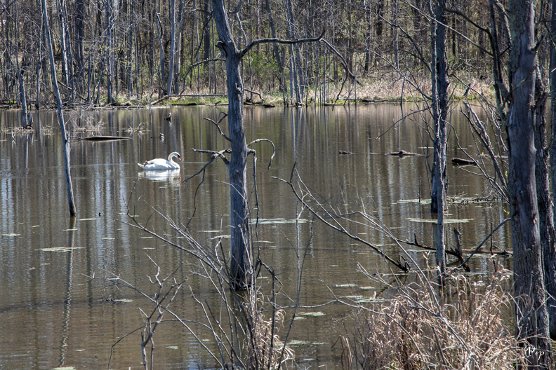 Swan in spring