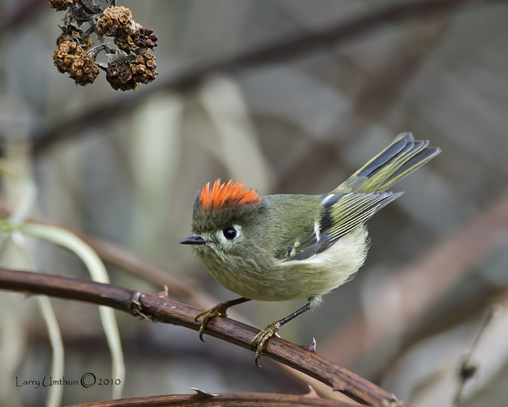 Ruby-crowned Kinglet