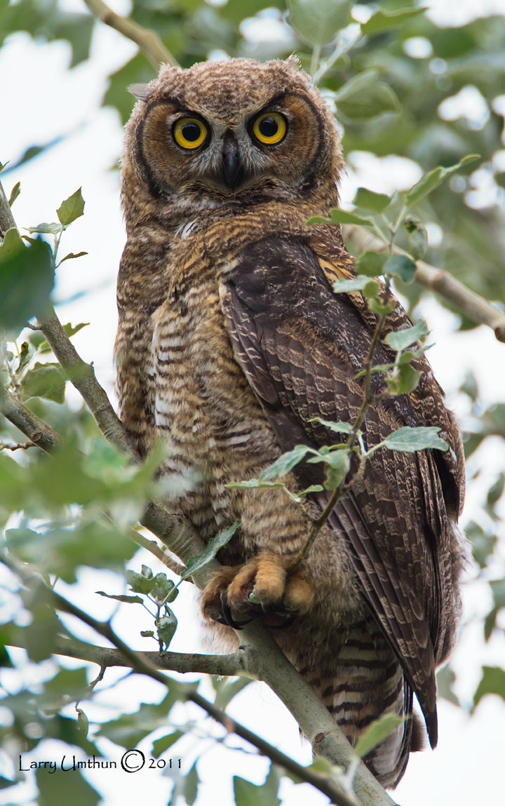 Great-Horned-Owl (Juvenile)