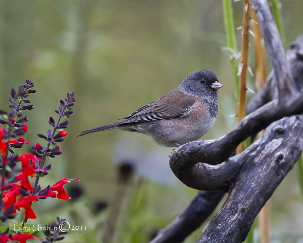 Oregon Junco