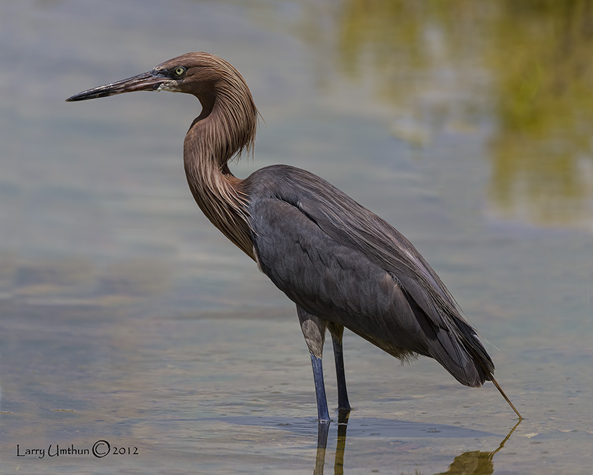 Reddish Egret