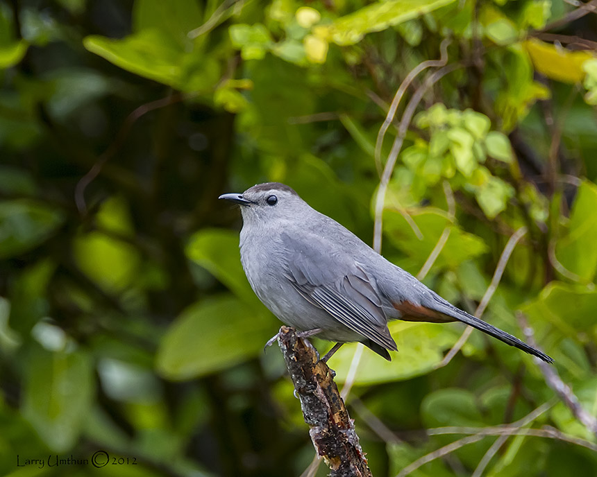 Gray Catbird