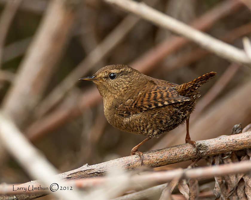 Pacific Wren