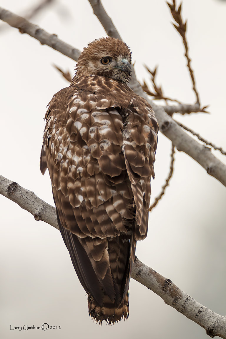 Red-tailed Hawk