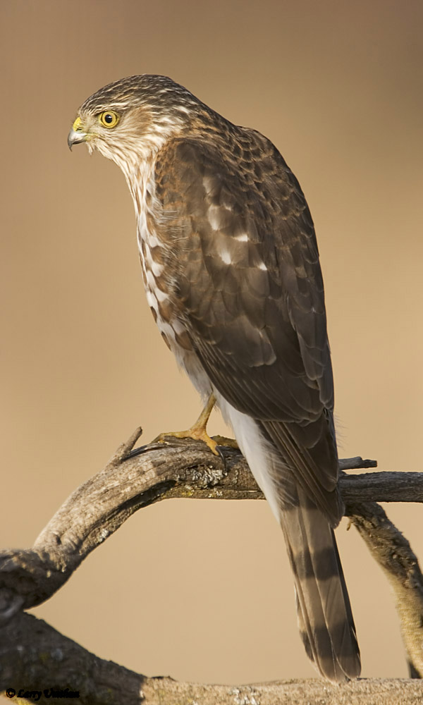 Sharp-shinned Hawk.