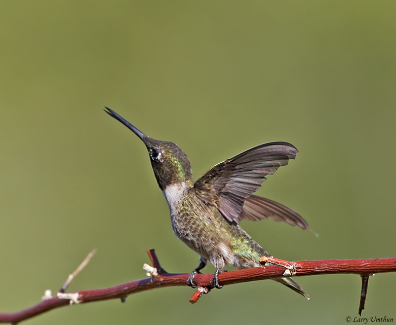 Black-chinned Hummingbird