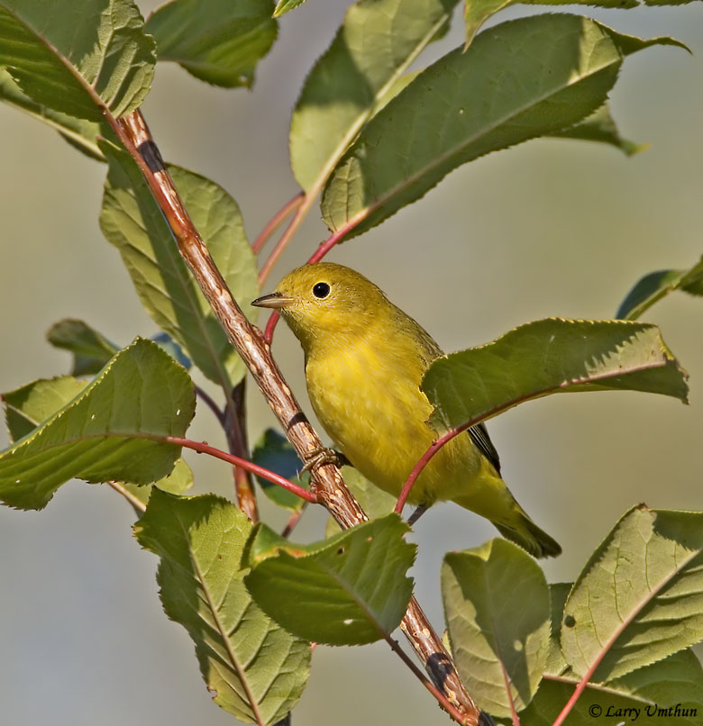 Yellow Warbler