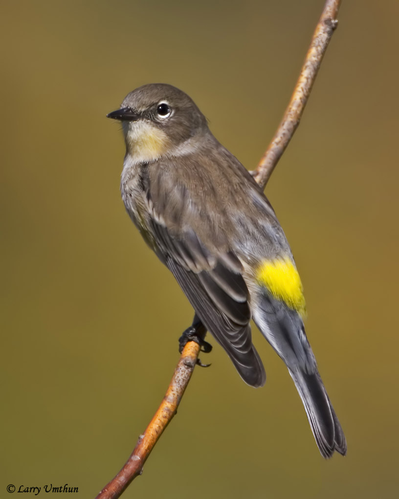 Yellow-rumped Warbler