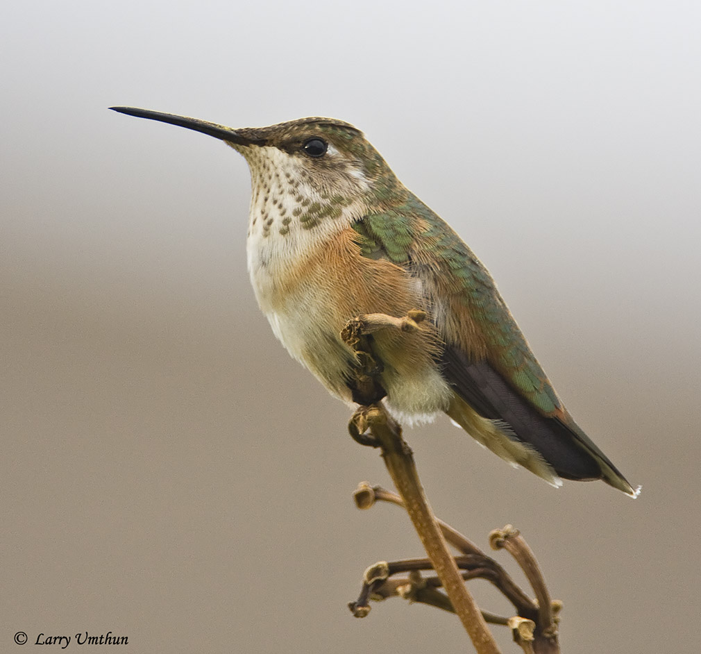 Rufous Hummingbird