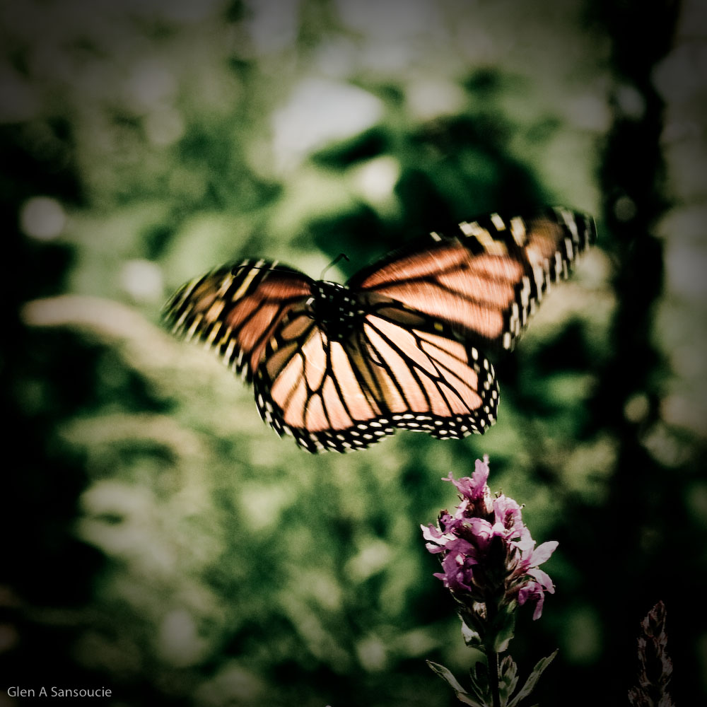 Monarch In flight