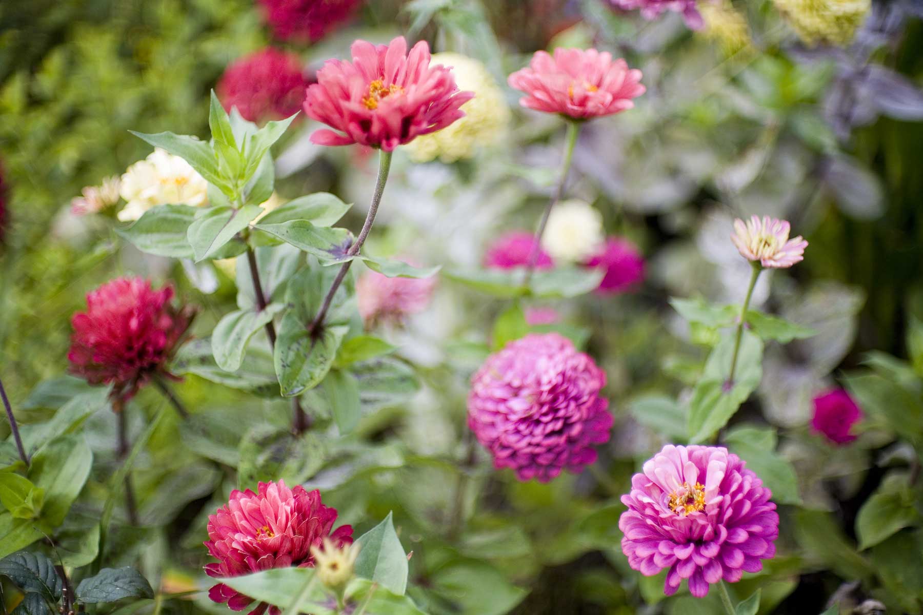 Mostly zinnias @f1.2 5D