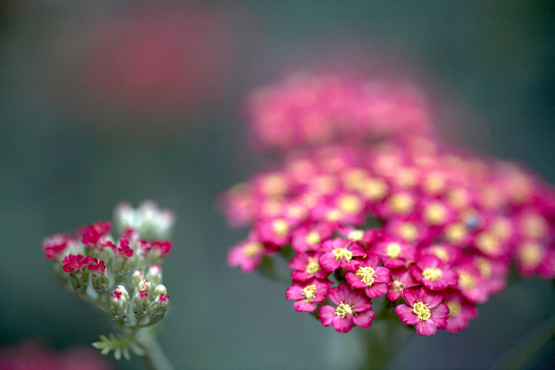 Achillea alpina @f2.5 5D