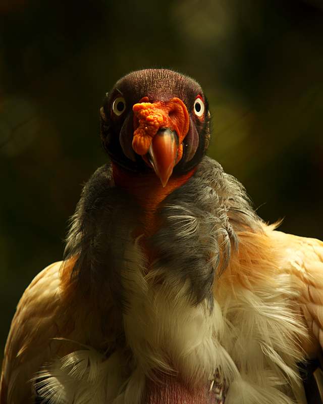 A Friend I Met at the Zoo