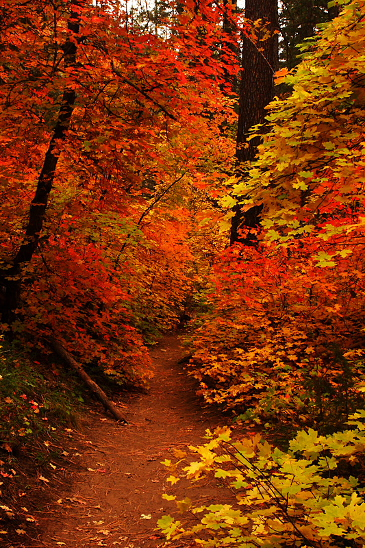 Path to Autumn Paradise