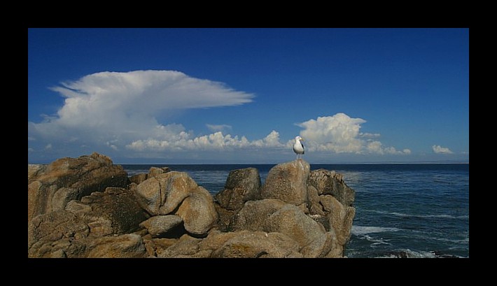 Jonathan Livingston Seegulls Monterey