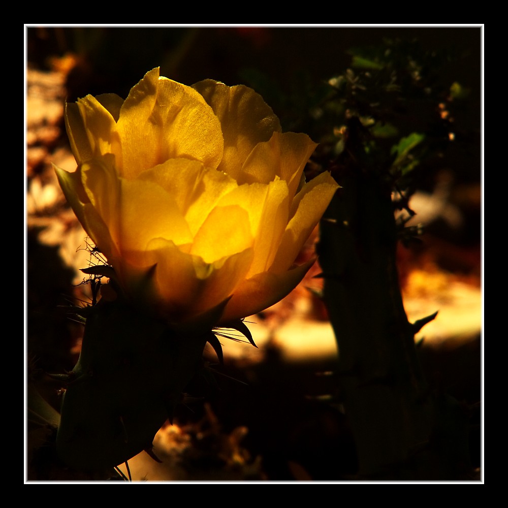 Inner Glow