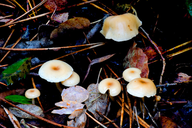mushrooms colony