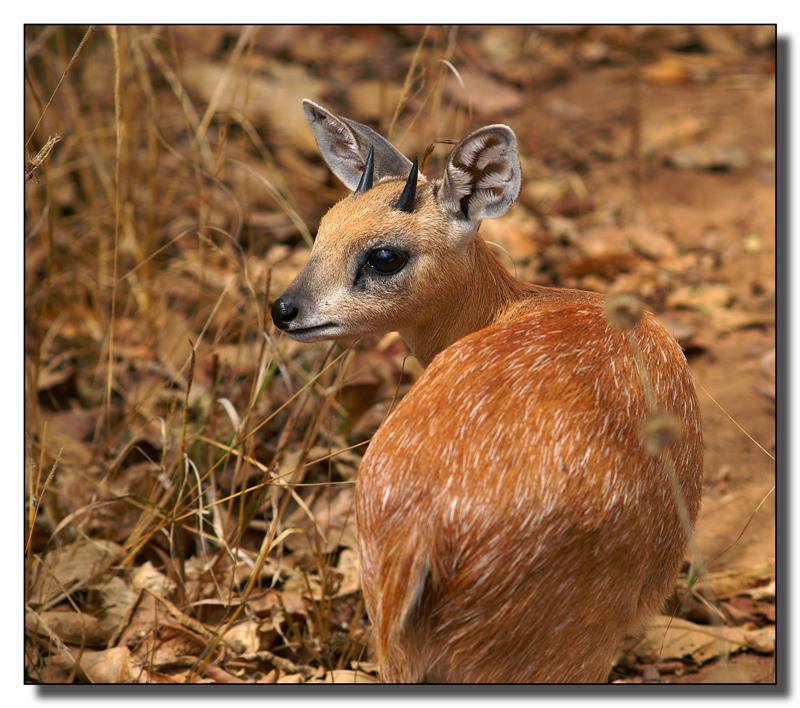 Chimay the steenbok.jpg