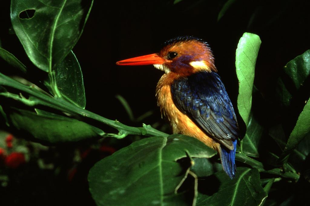 pigmy kingfisher Large.JPG
