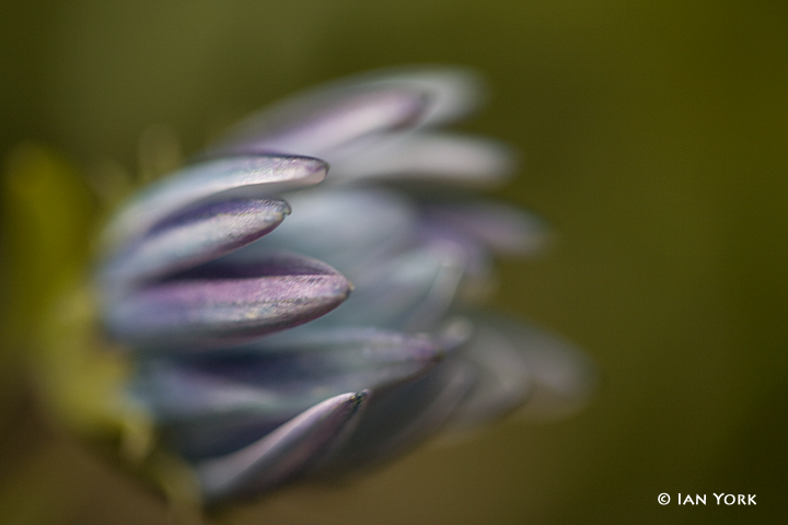 Purple Splash