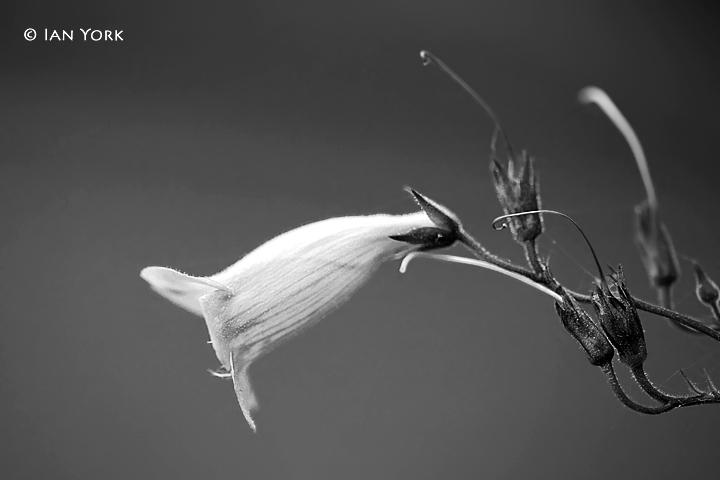 Trumpeting