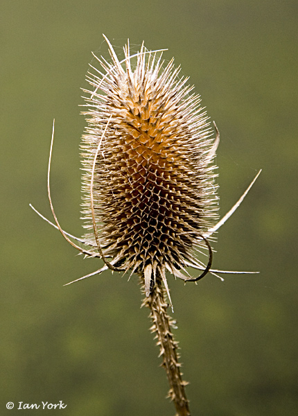 Teasel