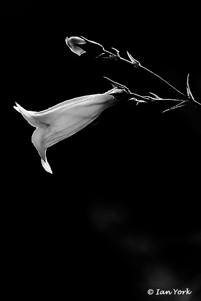 The Trumpeter