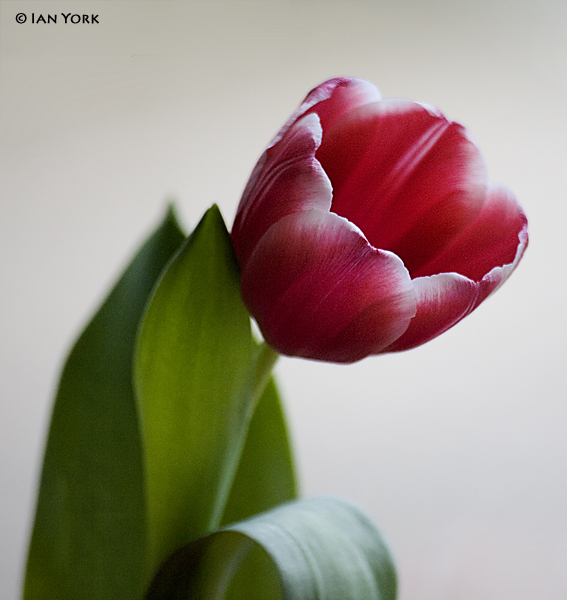 A Single Bloom