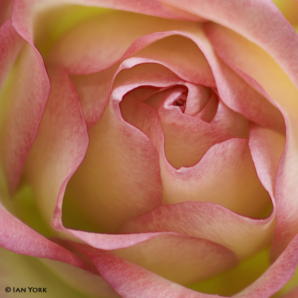 Ros Rose
