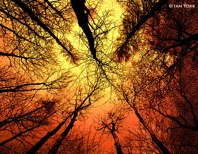Sunrise Canopy