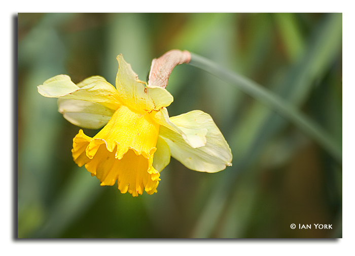 Morning Daff