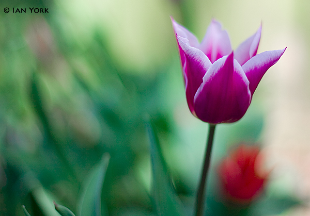 Tulip