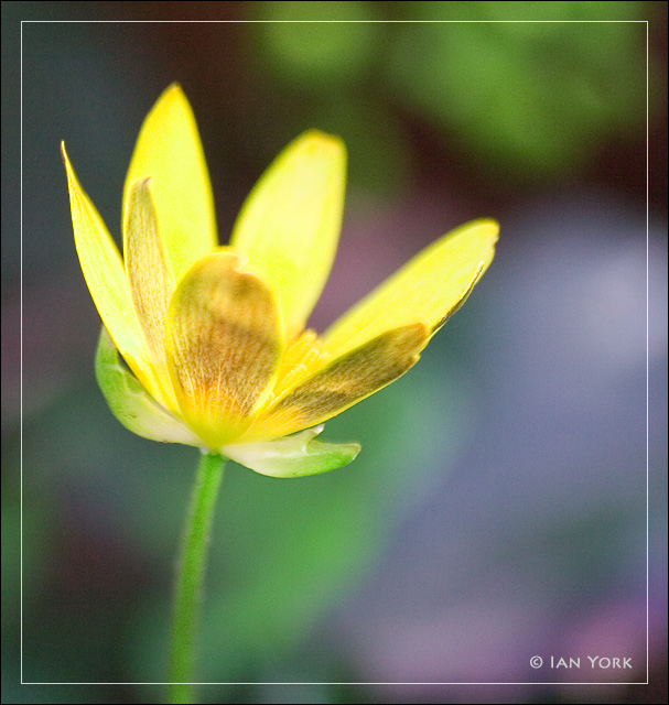 Buttercup