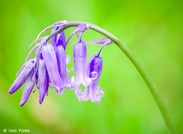Bluebell
