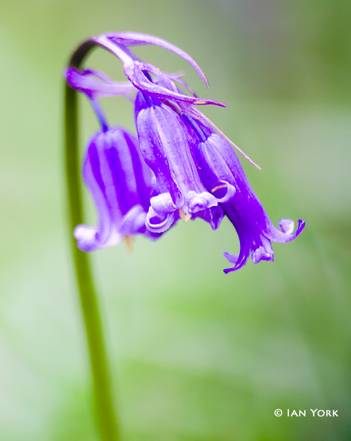 Bells of Blue