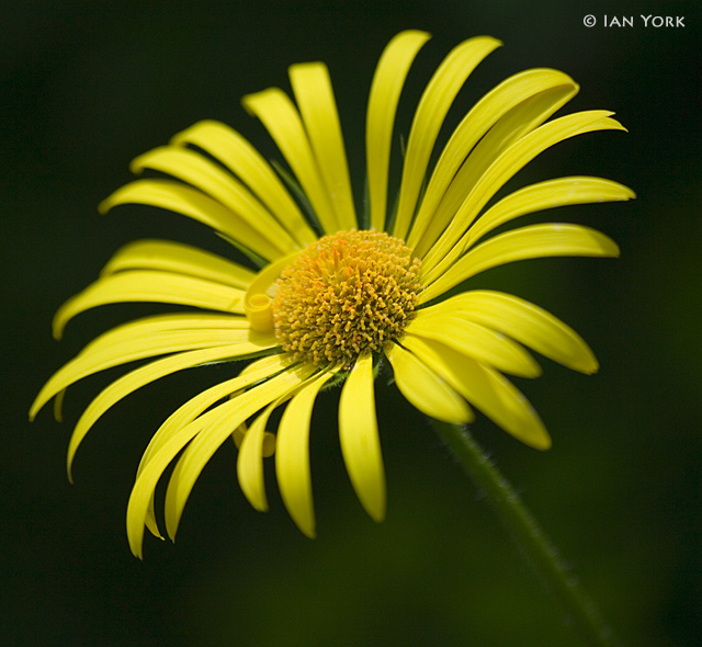 Mellow Yellow